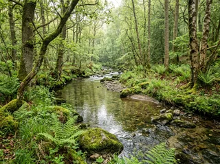 Original image: Woodland stream and foliage